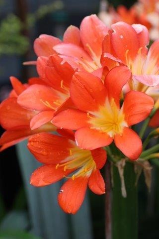 Orange Belgian Hybrid Bush Lily