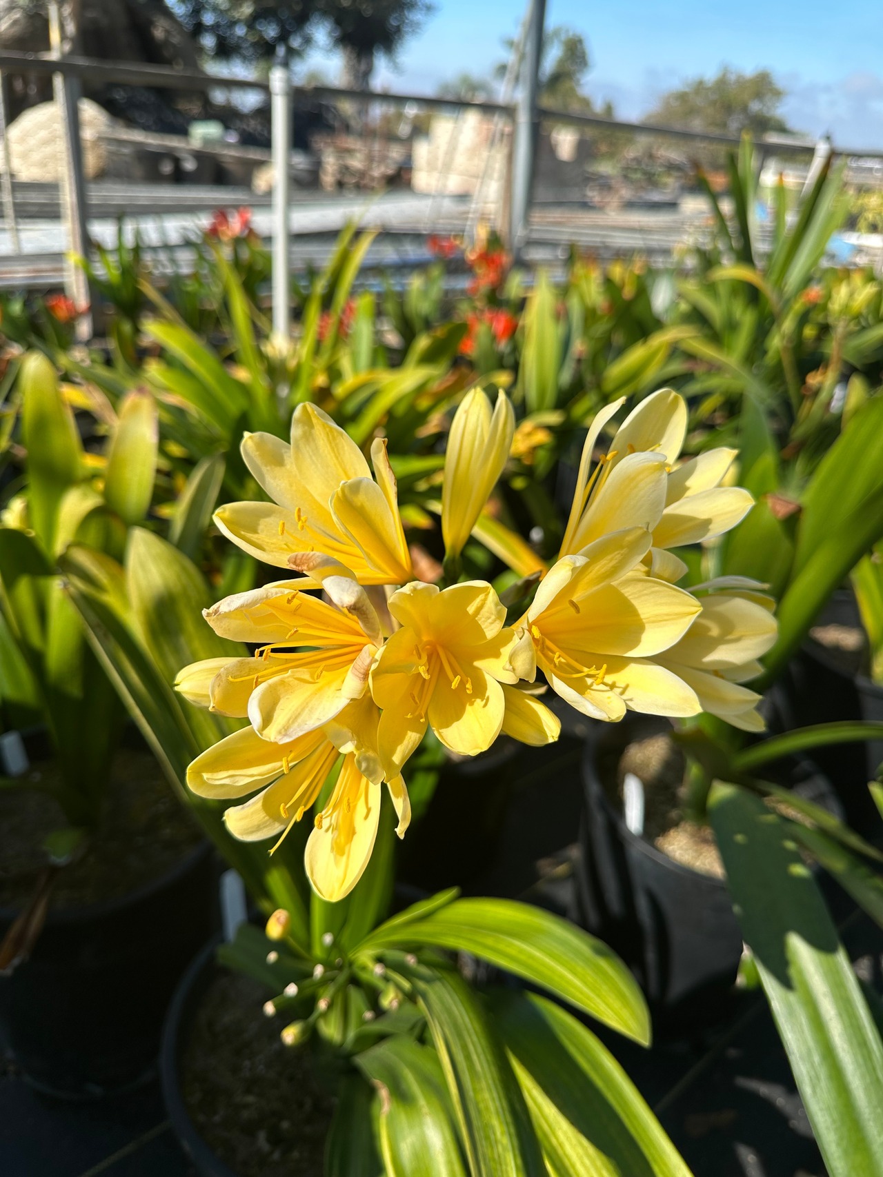 Yellow Belgian Hybrid Bush Lily