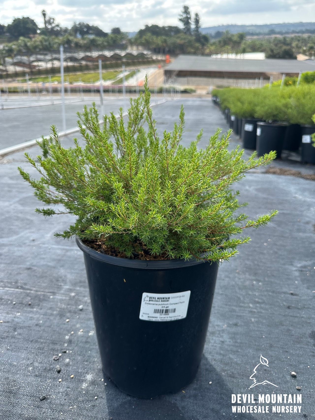 Dwarf Pink Breath of Heaven