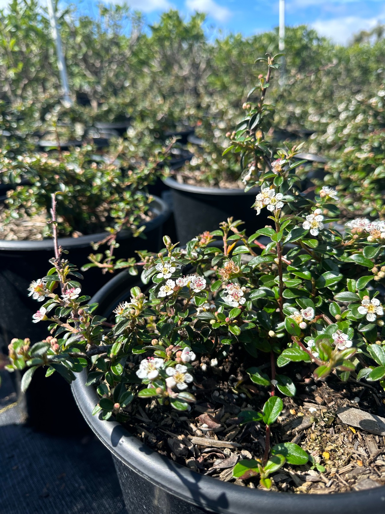 Bearberry Cotoneaster