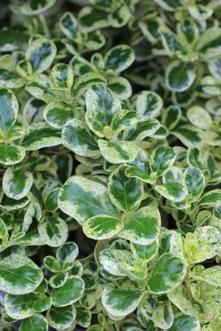 Marble Queen Mirror Plant