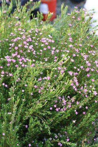 Pink Breath of Heaven