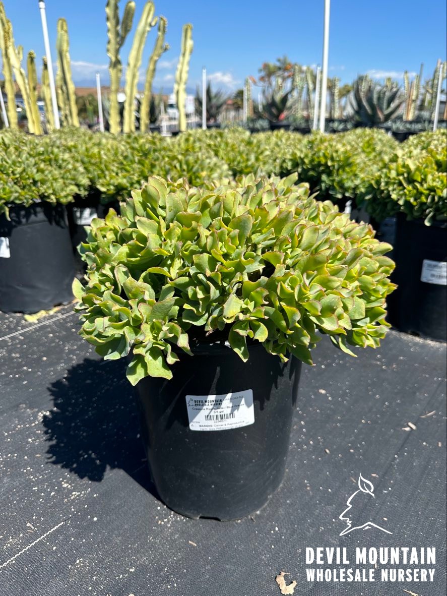 Ripple Jade, Blue Waves Jade Plant
