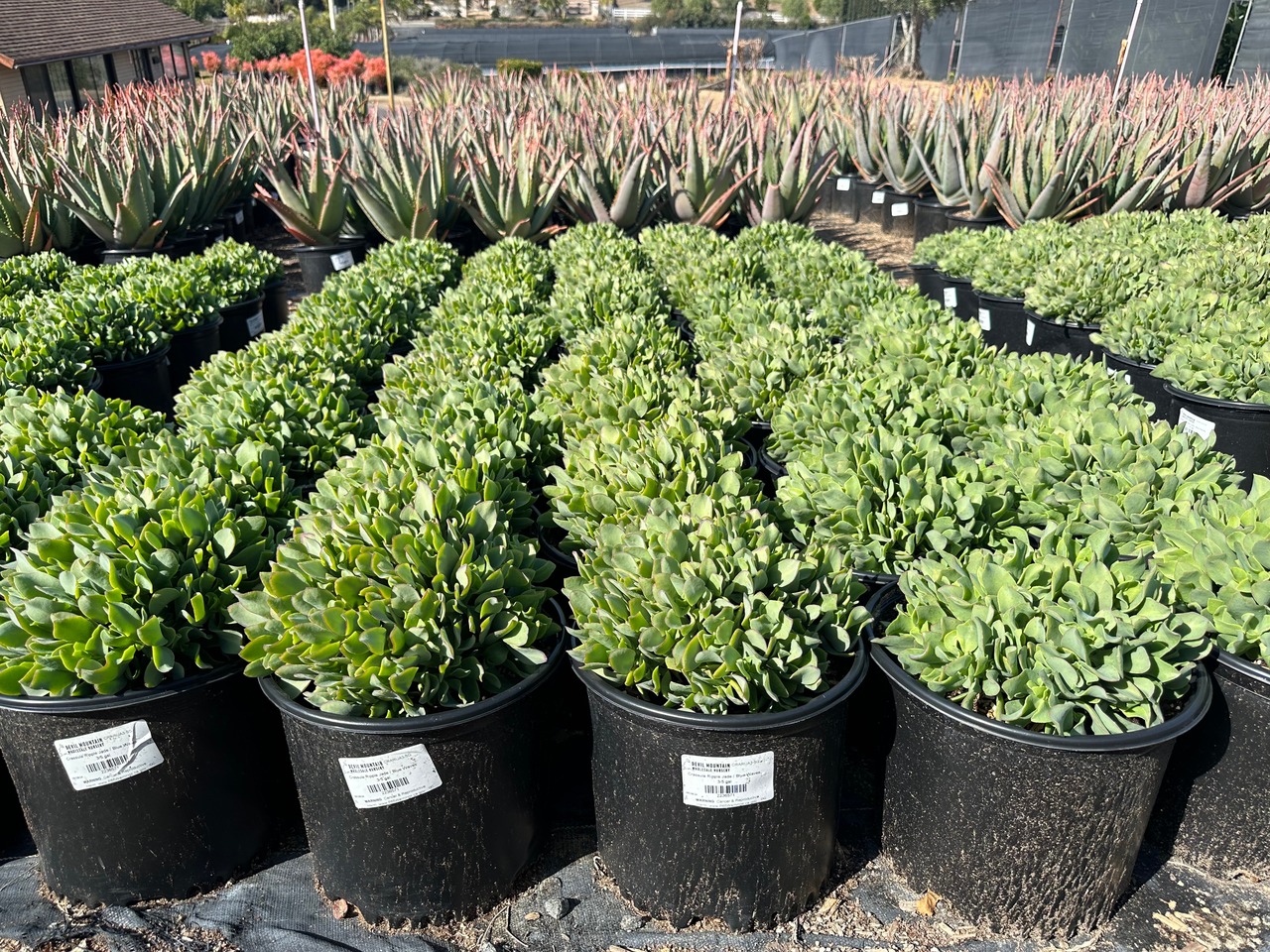 Ripple Jade, Blue Waves Jade Plant