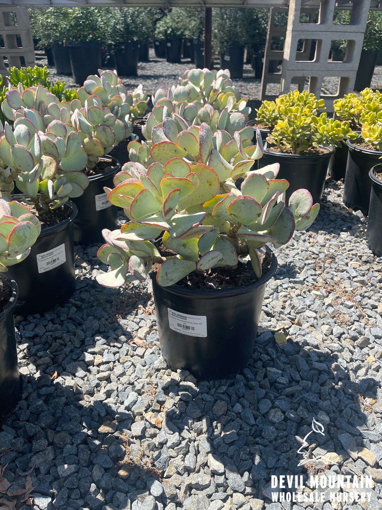 Silver Dollar Jade Plant