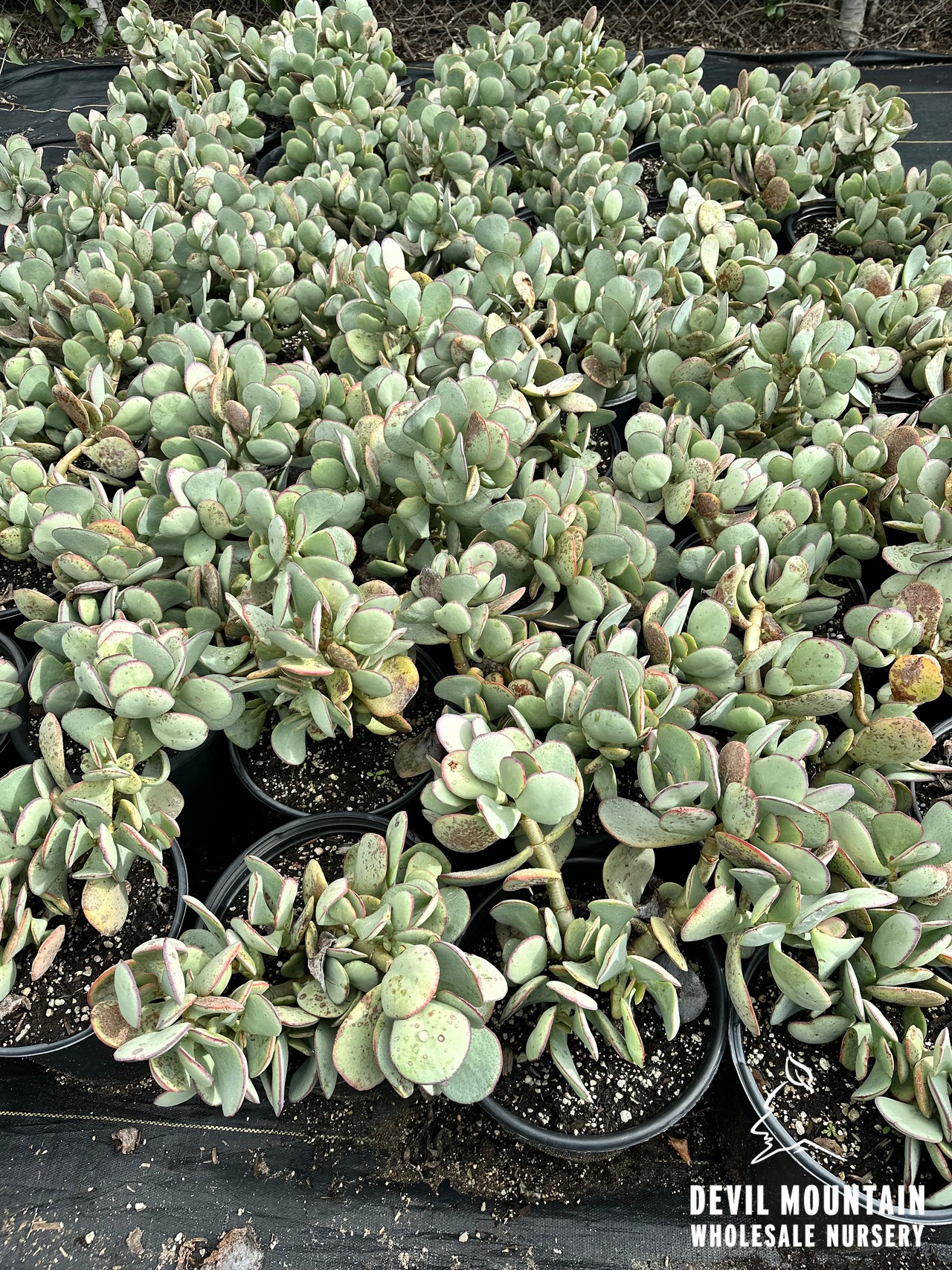 Silver Dollar Jade Plant