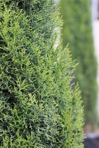Tiny Tower Italian Cypress