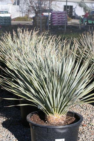 Desert Spoon, Sotol, Spoon Yucca