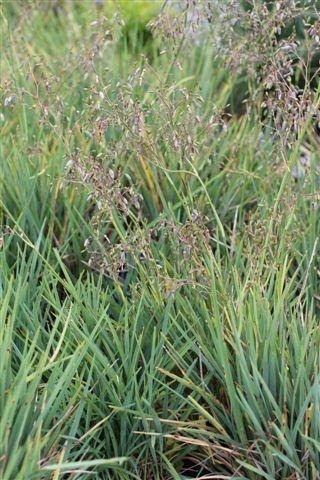 Baby Bliss Black Anther Flax Lily