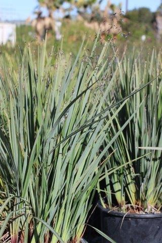 Little Rev Black Anther Flax Lily