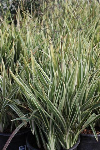 Variegated Tasman Flax Lily
