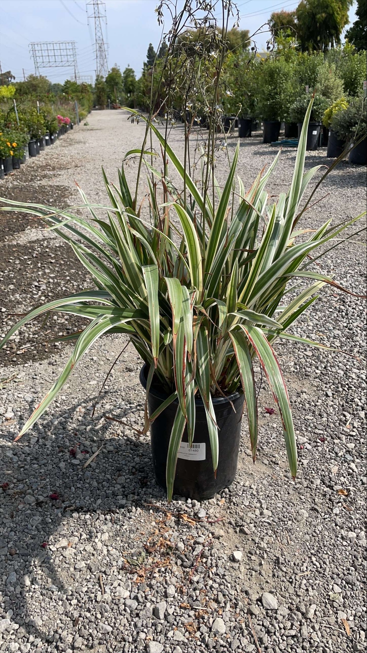Variegated Tasman Flax Lily