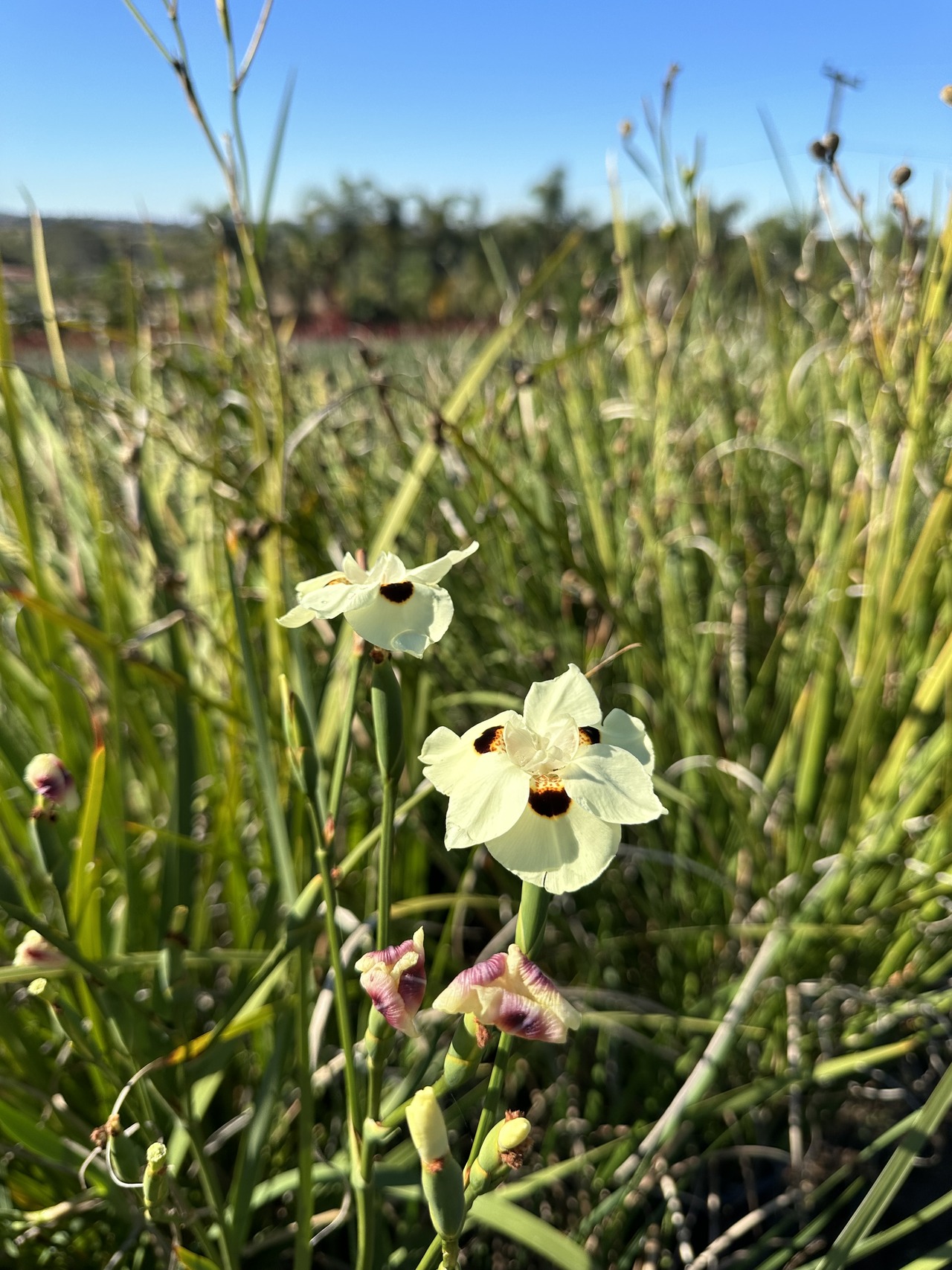 African Iris, Fortnight Lily