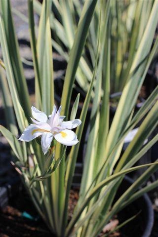 Variegated Fortnight Lily, African Iris, Wild Iris
