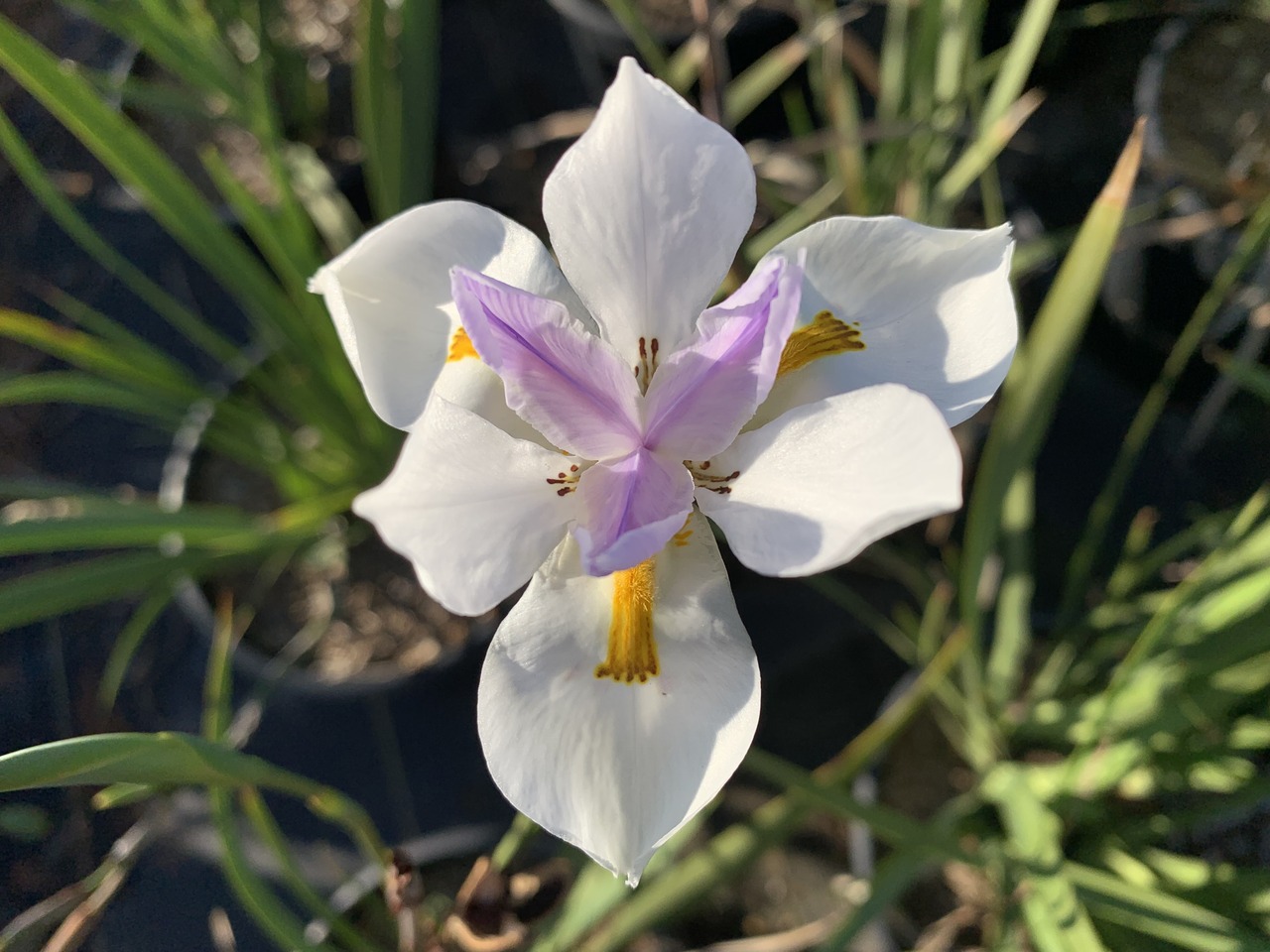 Fortnight Lily, African Iris, Wild Iris