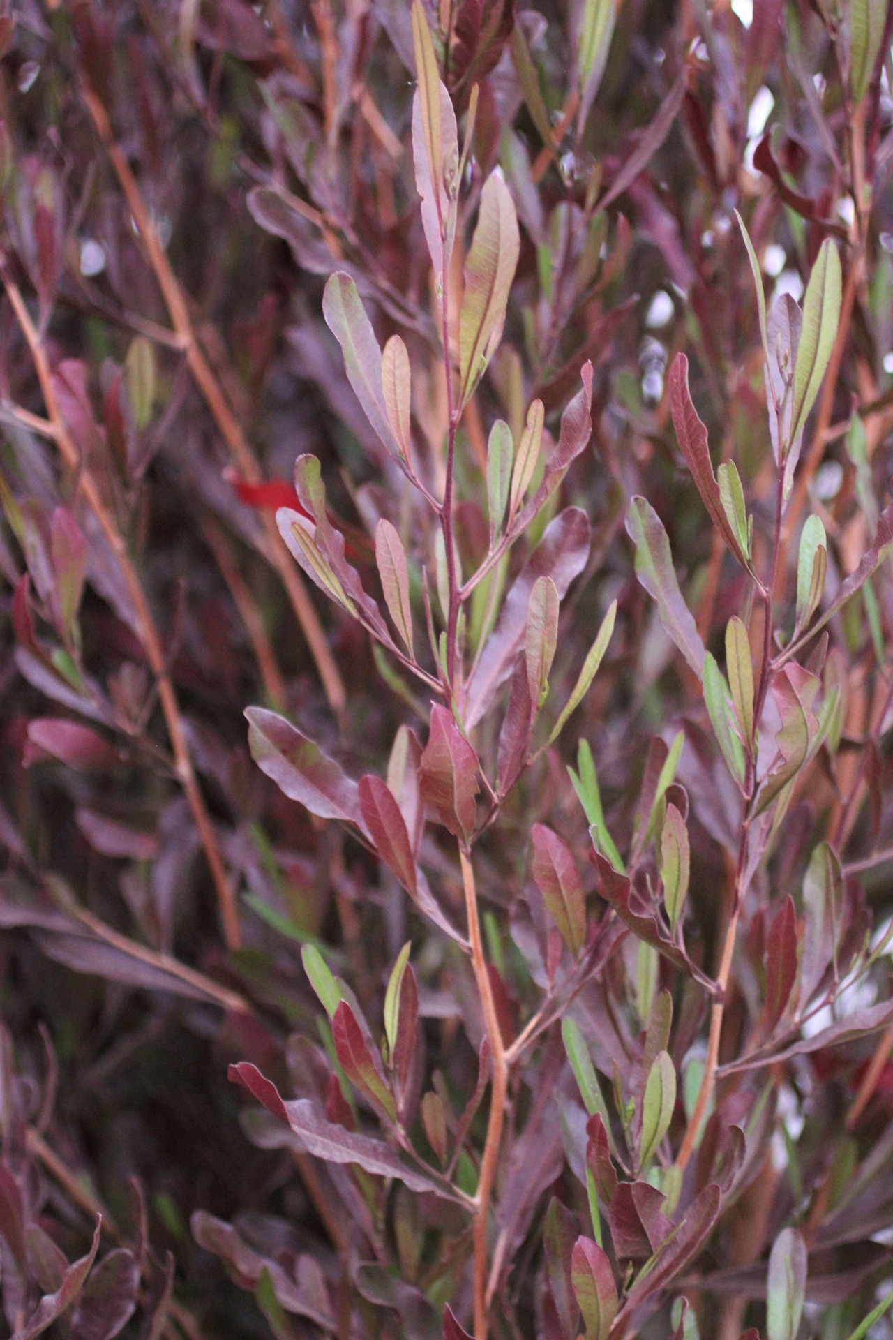 Purple Leaved Hopseed Bush
