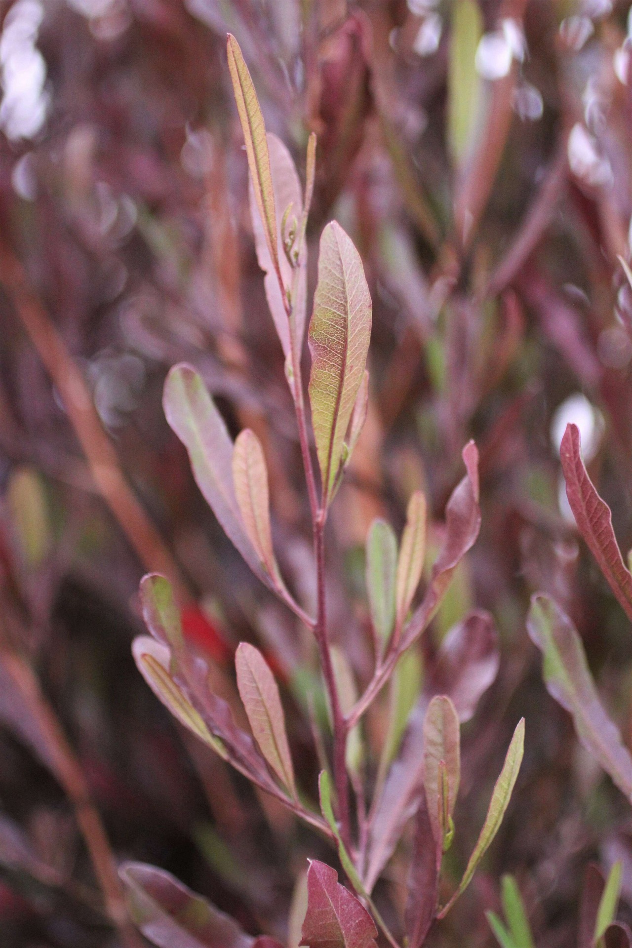Purple Leaved Hopseed Bush