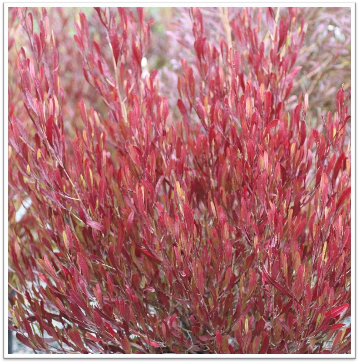 Purple Leaved Hopseed Bush