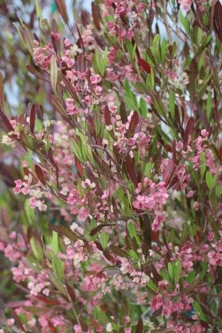 Purple Leaved Hopseed Bush