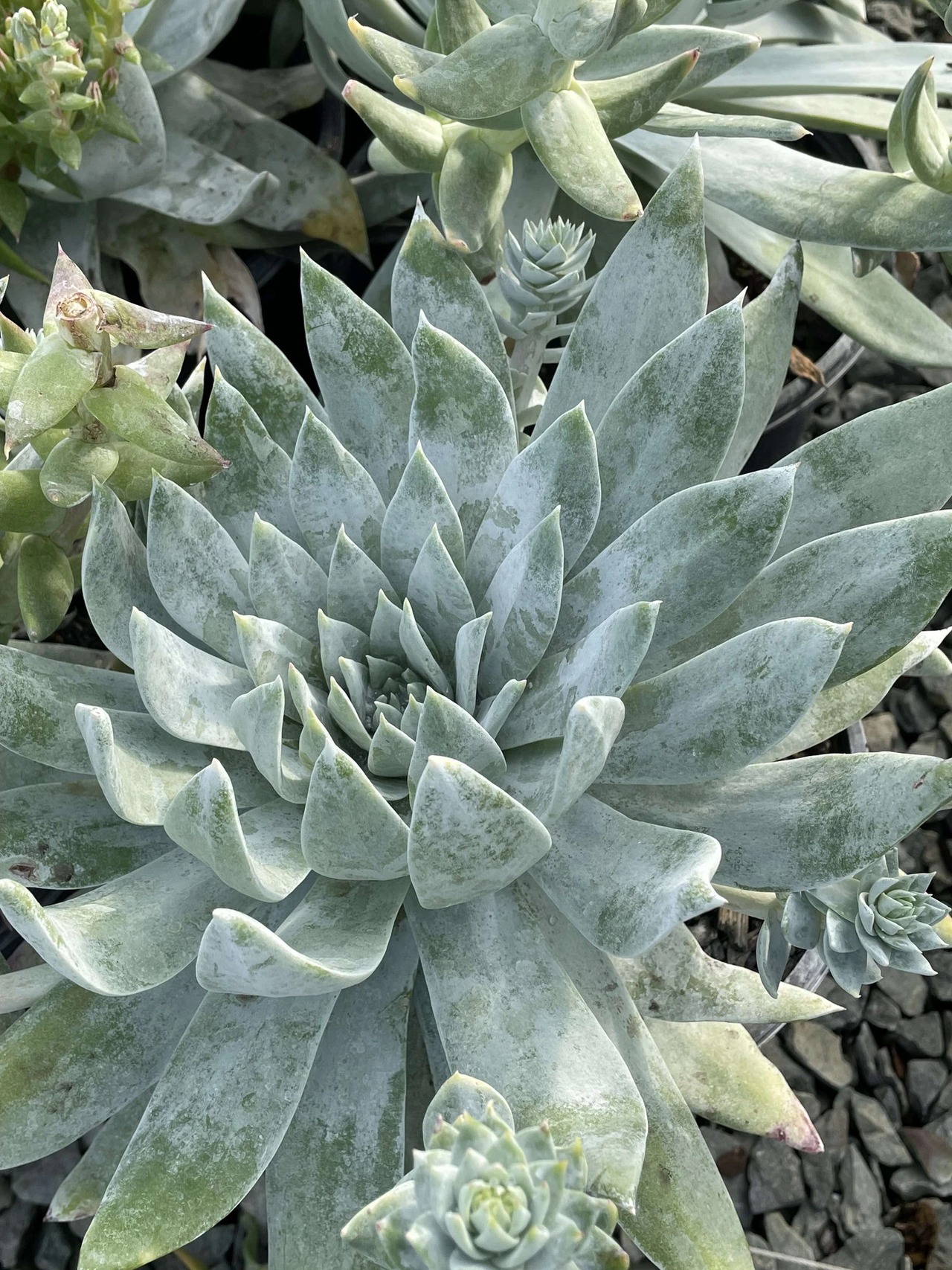 Britton's Dudleya, Giant Chalk Dudleya