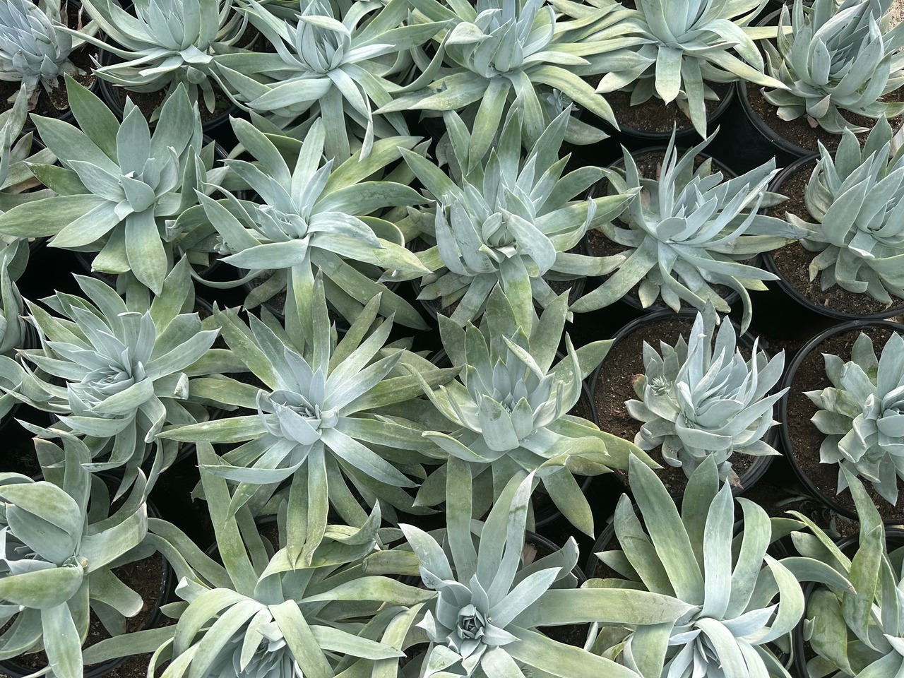 Britton's Dudleya, Giant Chalk Dudleya