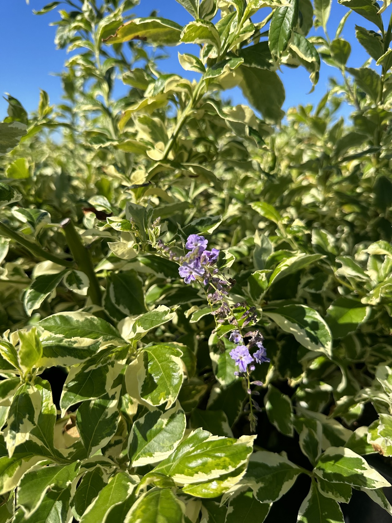 Variegated Sky Flower, Dewdrop, Pigeon Berry