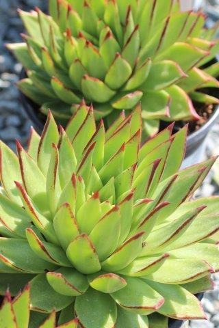 Lipstick Echeveria