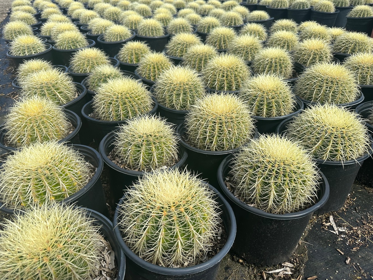 Golden Barrel Cactus