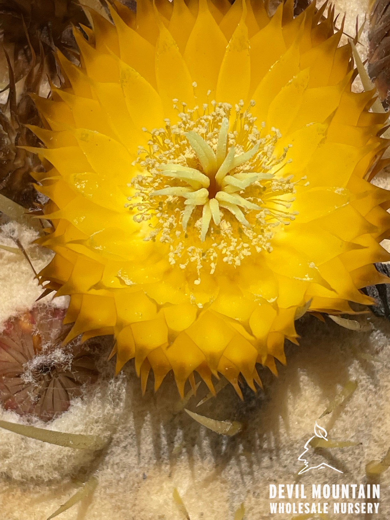 Golden Barrel Cactus