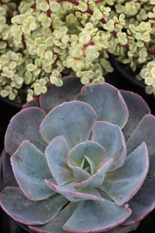 Blue Sky Echeveria