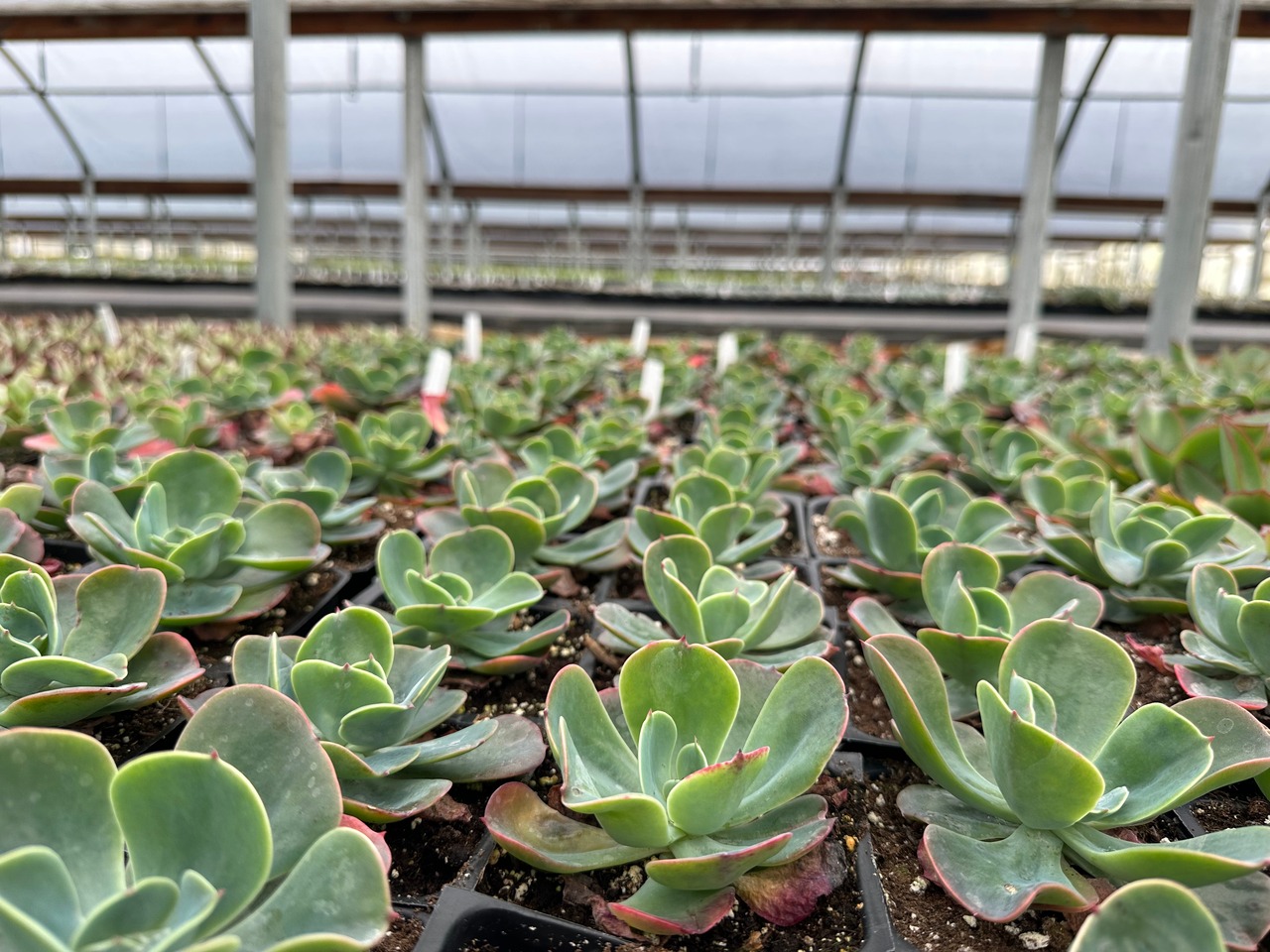 Blue Sky Echeveria