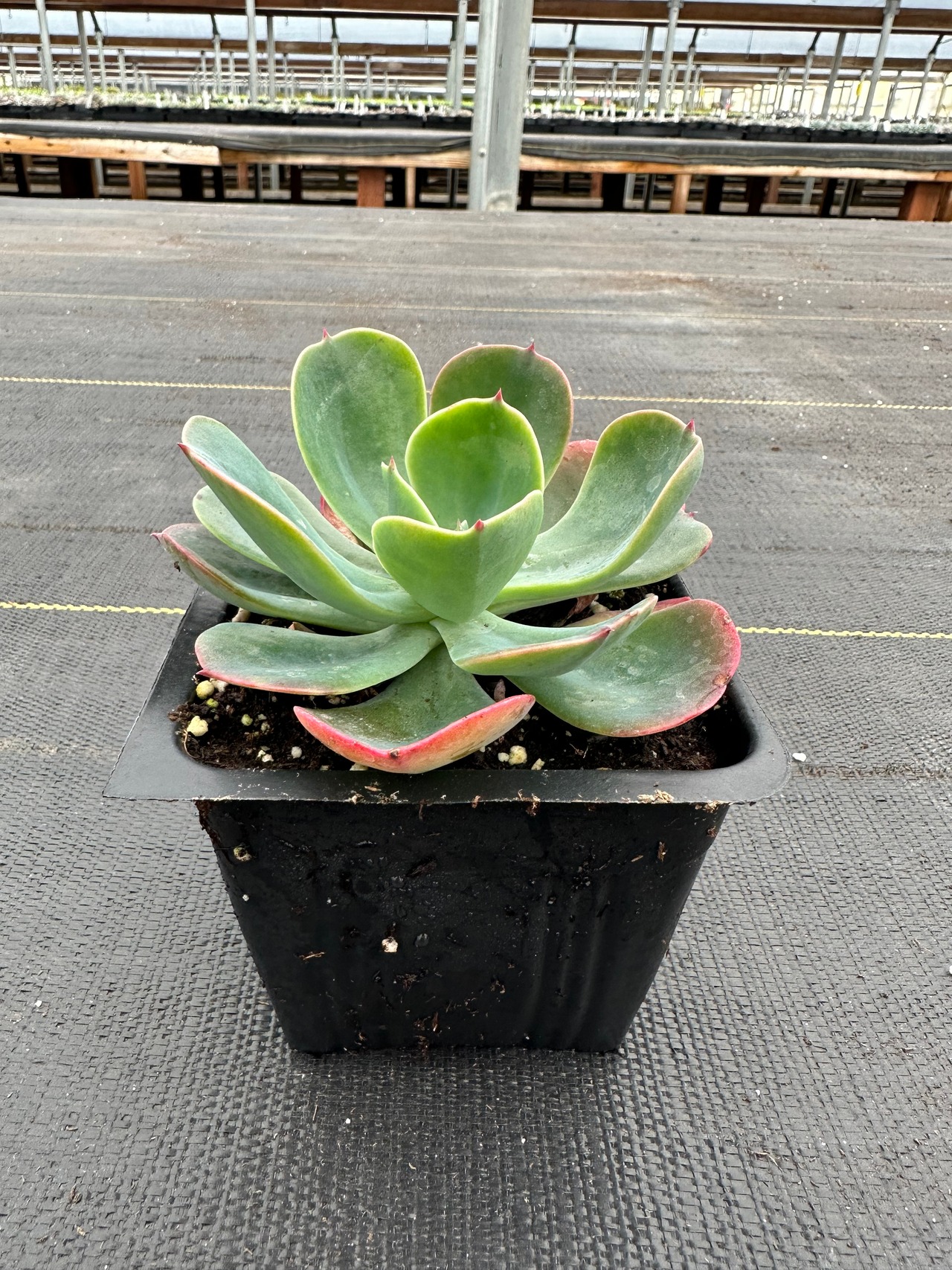 Blue Sky Echeveria