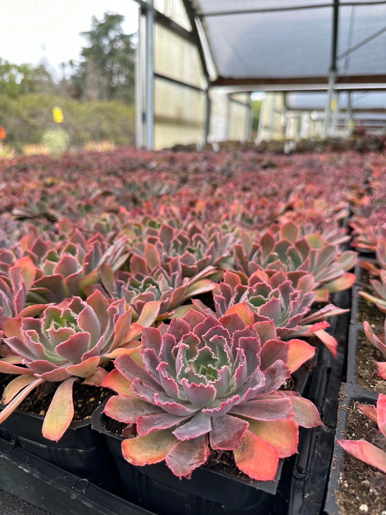 Neon Breakers Echeveria