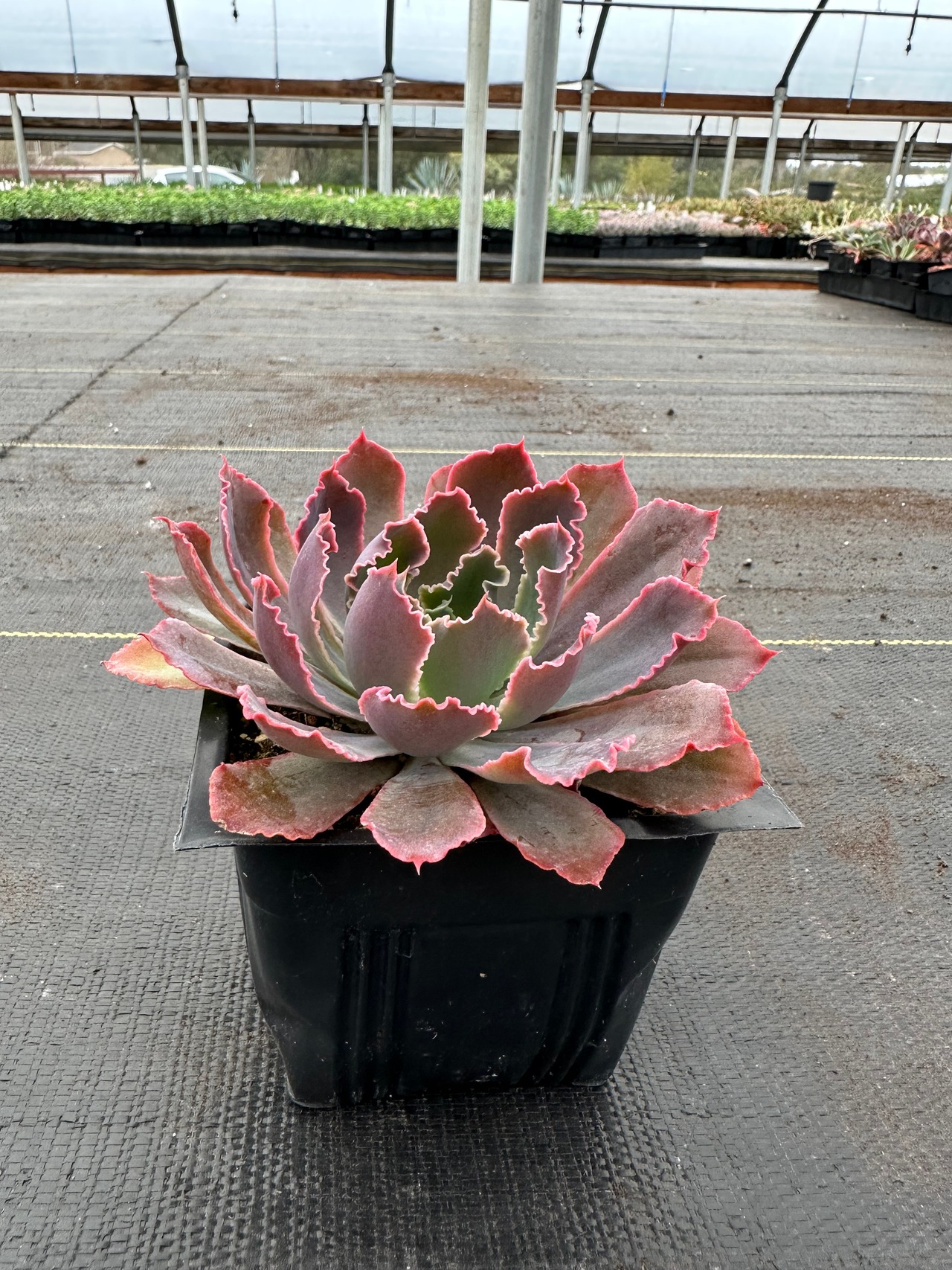 Neon Breakers Echeveria
