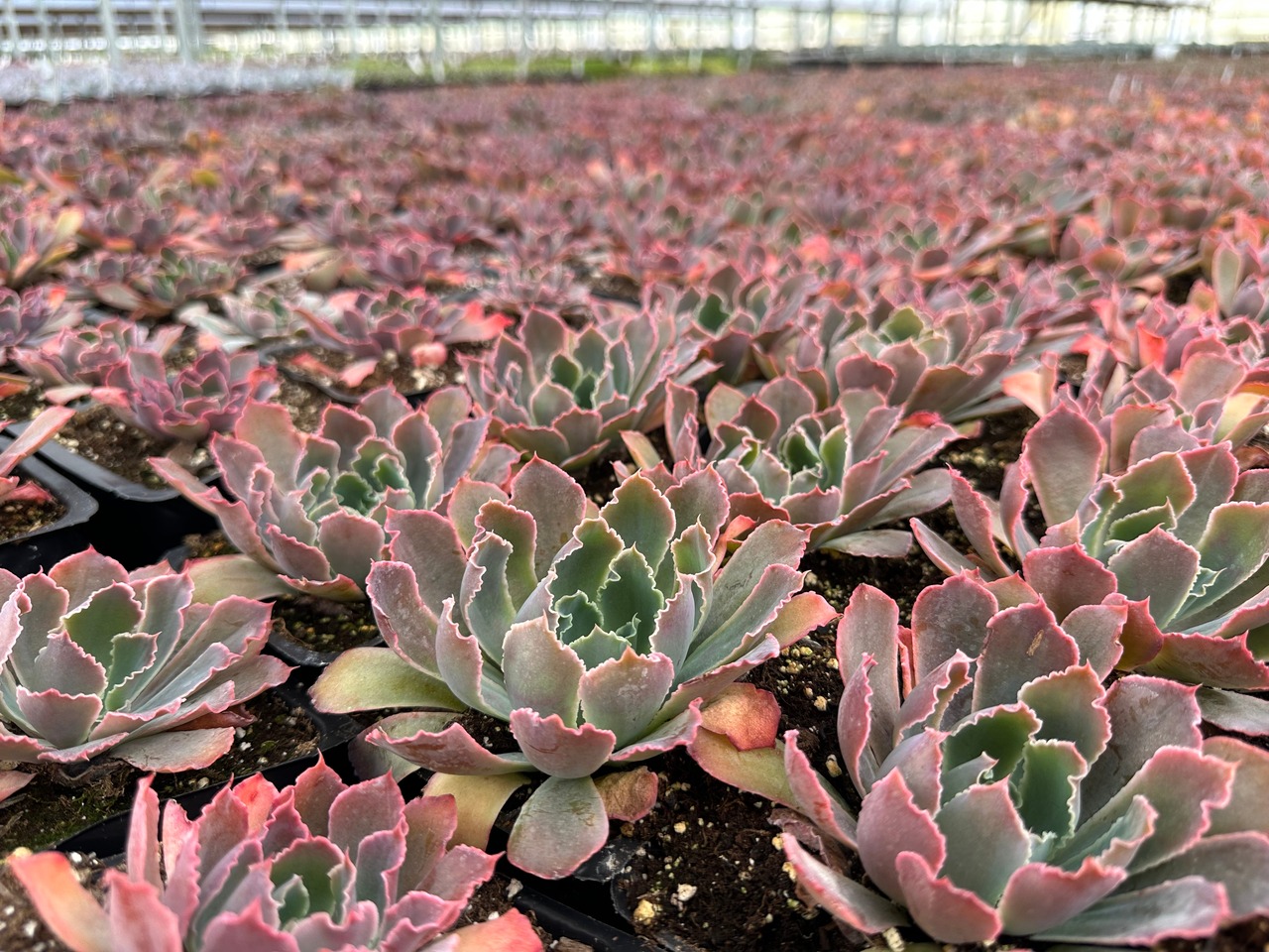 Neon Breakers Echeveria