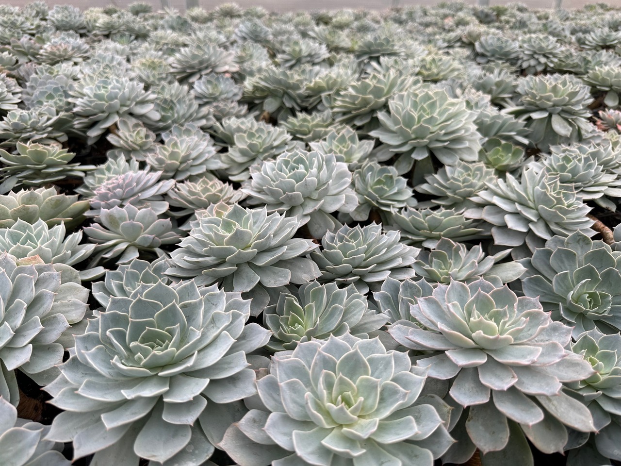 Morning Beauty Plant
