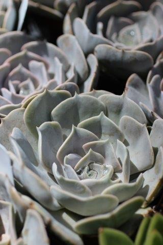 Pollux Echeveria