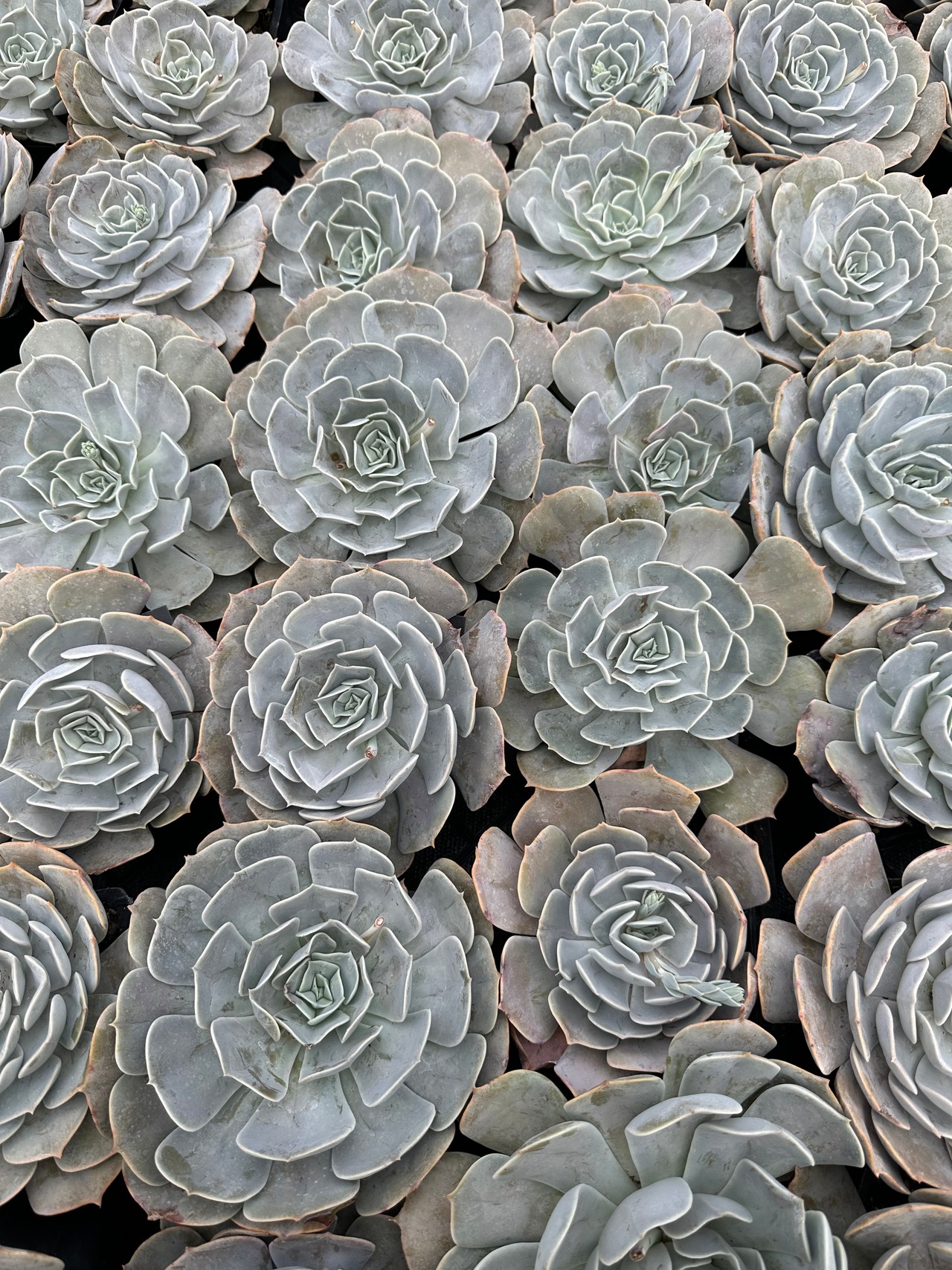 Pollux Echeveria