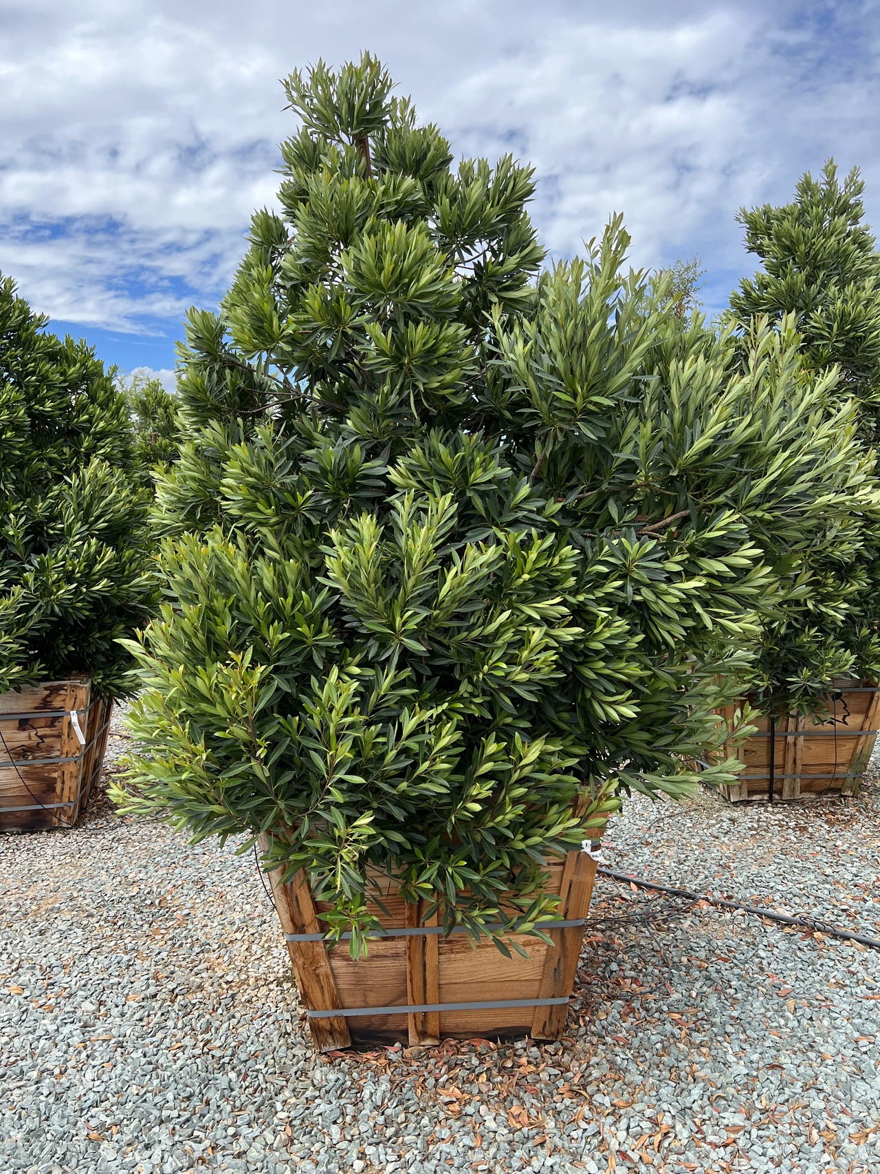 Japanese Blueberry Tree