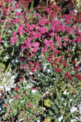 Red Buckwheat, San Miguel Island Buckwheat