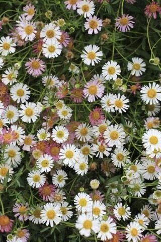 Santa Barbara Daisy, Mexican Daisy, Fleabane