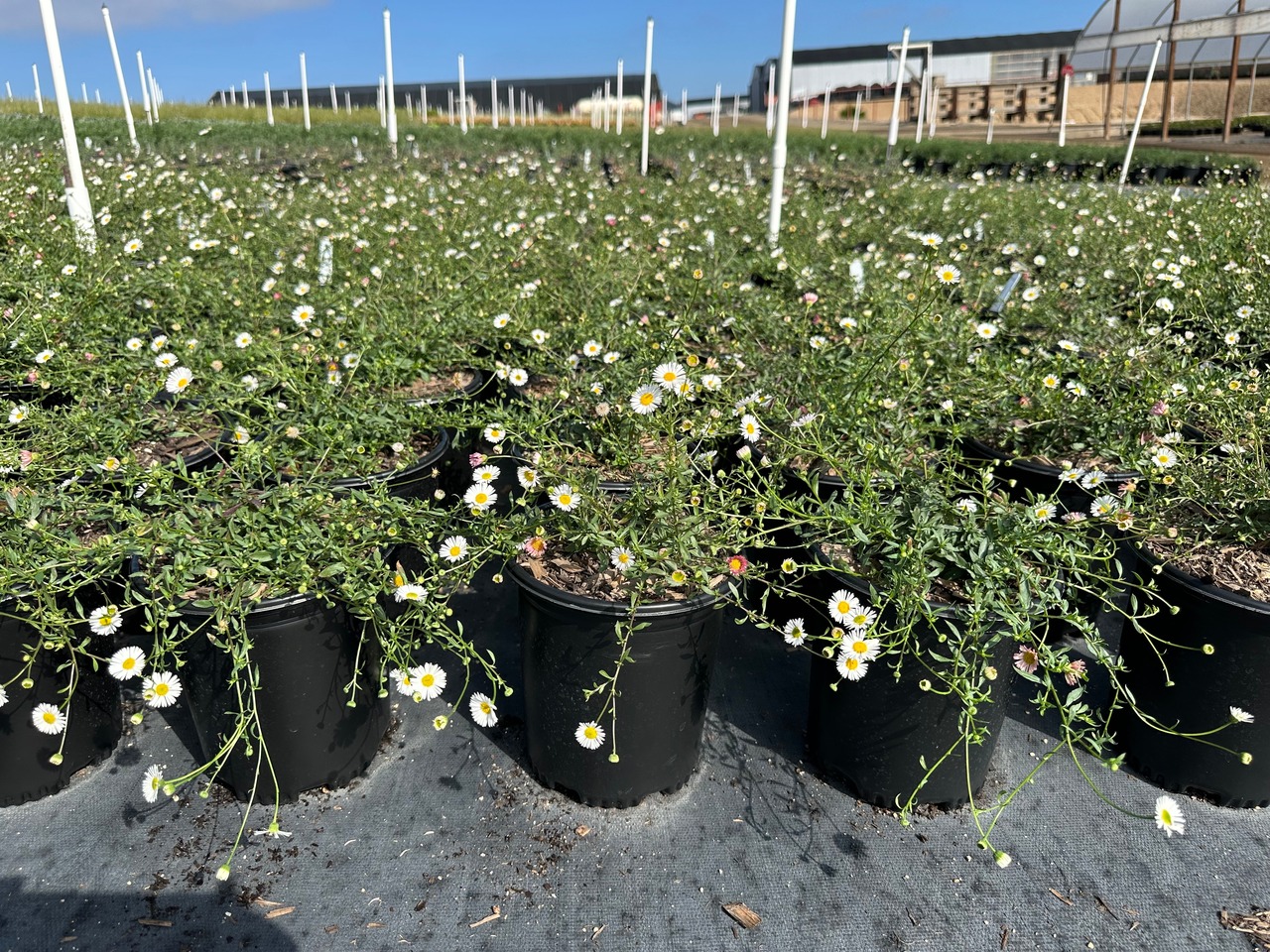 Santa Barbara Daisy, Mexican Daisy, Fleabane