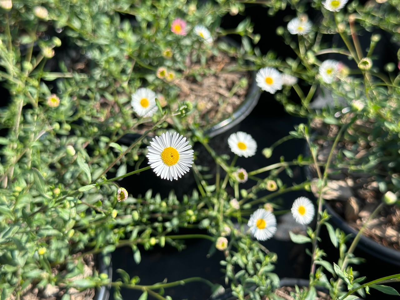Santa Barbara Daisy, Mexican Daisy, Fleabane