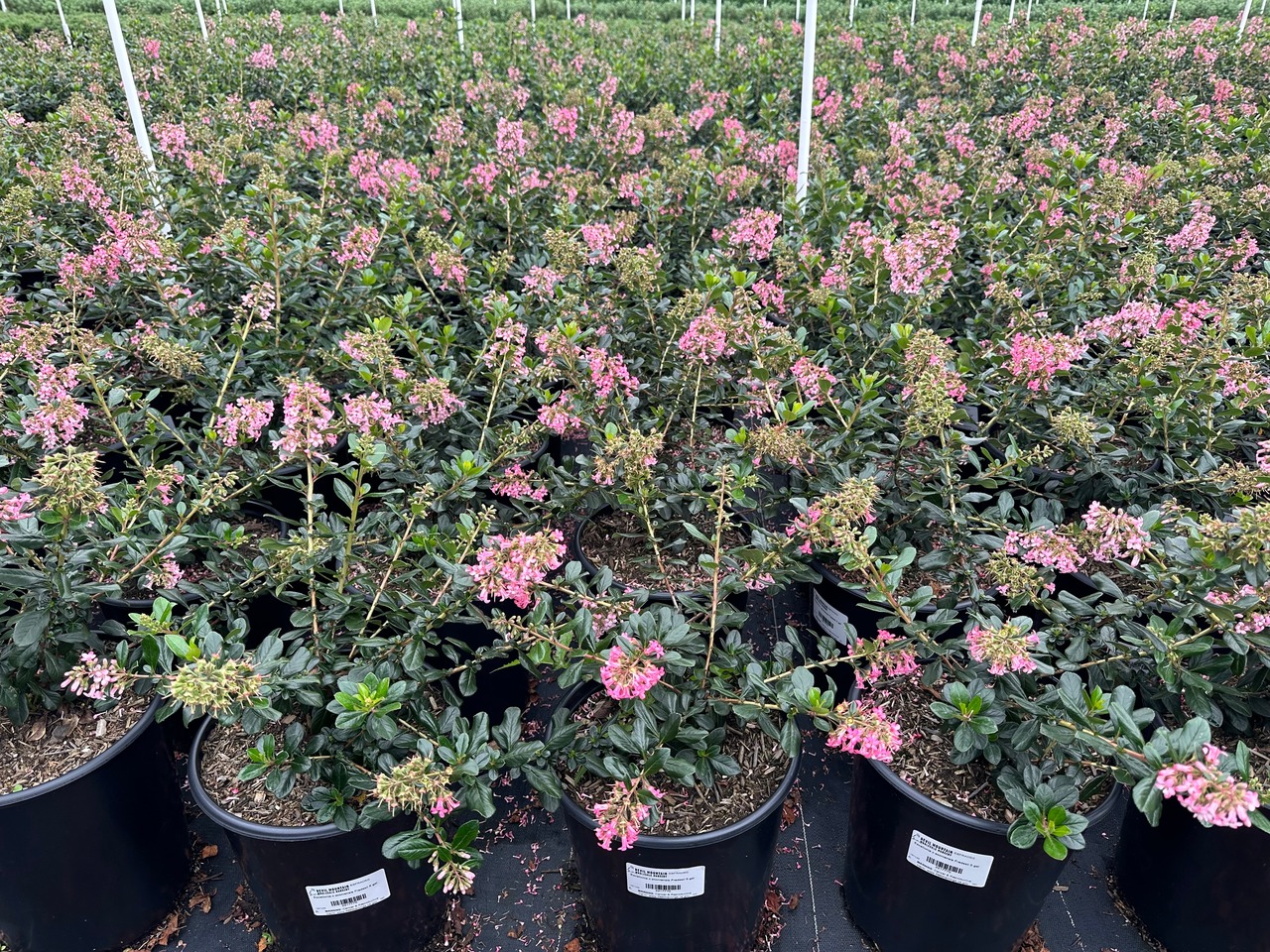 Pink Princess Escallonia
