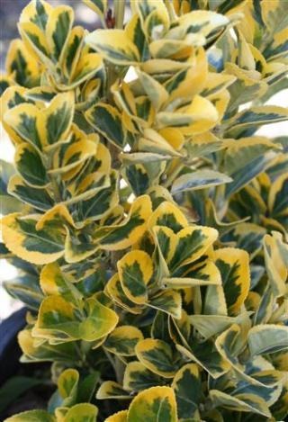 Golden Evergreen Euonymus