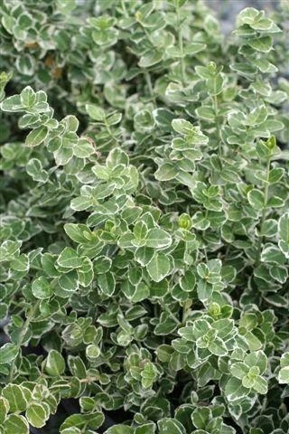 Emerald Gaiety Wintercreeper