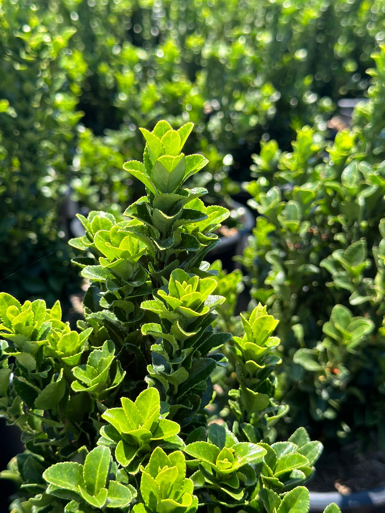 Green Spire Euonymus