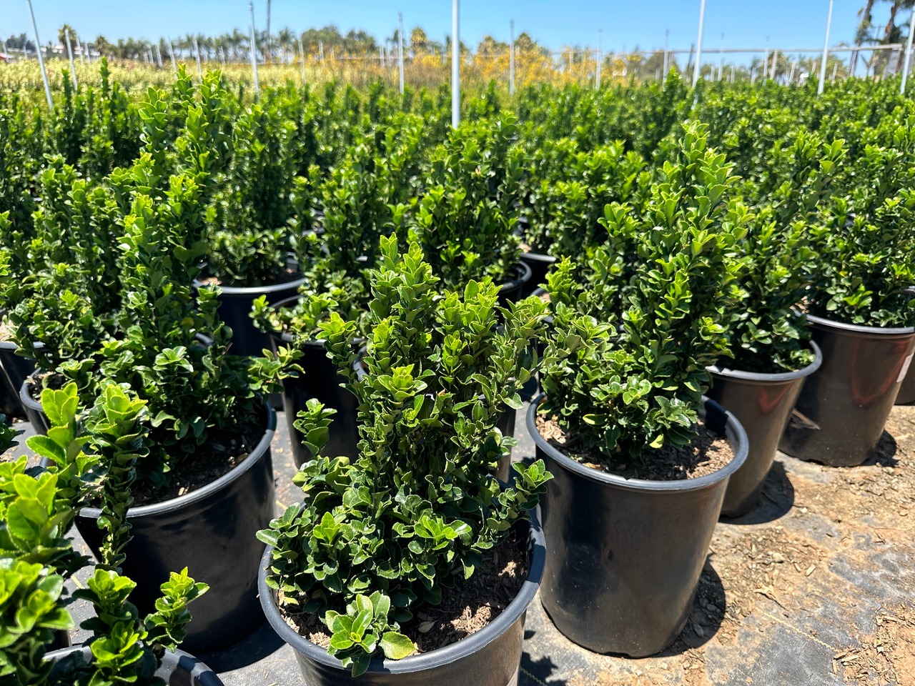 Green Spire Euonymus