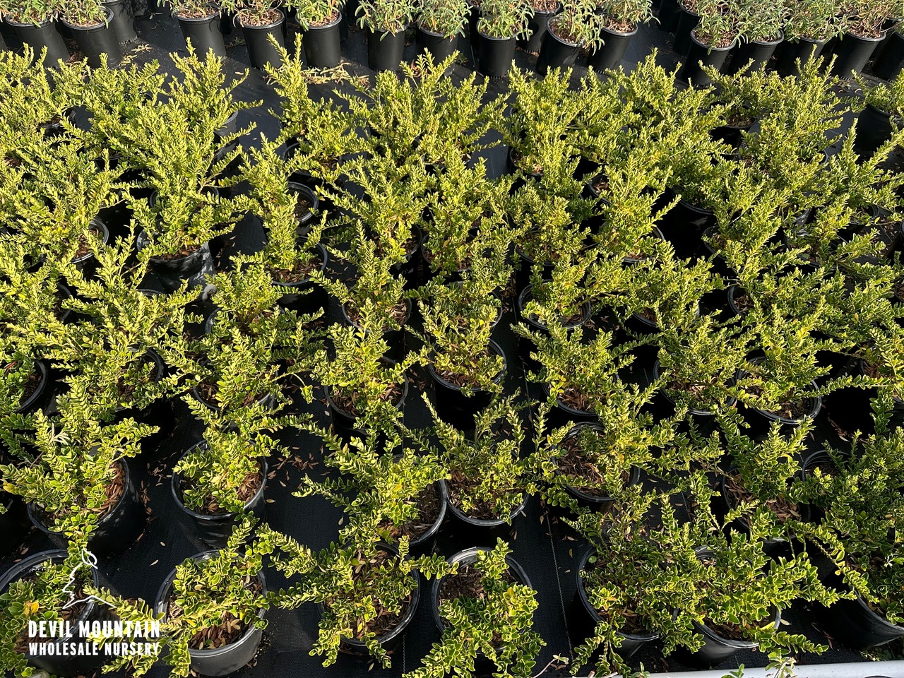 Boxleaf Euonymus