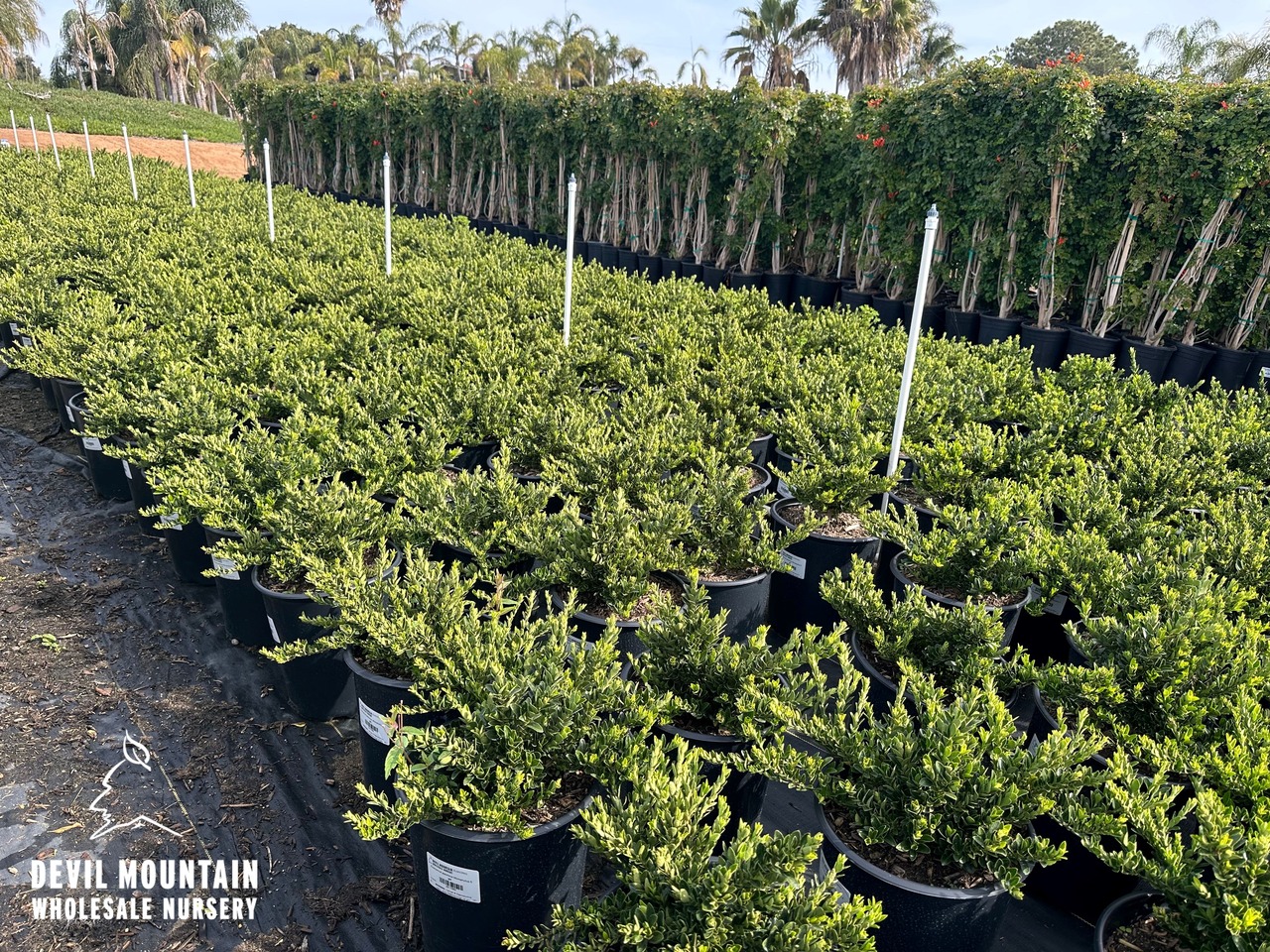 Boxleaf Euonymus